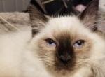 Oliver - Ragdoll Cat For Sale - Bigmount&comma; PA&comma; US