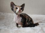 Sara - Devon Rex Cat For Sale - Norwalk&comma; CT&comma; US