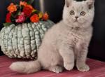 Gerasim - British Shorthair Cat For Sale - Pembroke Pines&comma; FL&comma; US