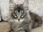 Lukas - Maine Coon Cat For Sale - Hollywood&comma; FL&comma; US