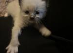 ON HOLD Yellow collar Kats Ravishijg Ragdolls - Ragdoll Cat For Sale - Lancaster&comma; PA&comma; US
