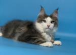 Graf - Maine Coon Cat For Sale - Miami&comma; FL&comma; US