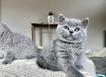 Bella - British Shorthair Cat For Sale - Woodland Park&comma; CO&comma; US
