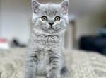Barney - British Shorthair Cat For Sale - Woodland Park&comma; CO&comma; US