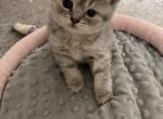 Scottish Straight Cream Girl for Adoption - Scottish Straight Cat For Sale - Los Angeles&comma; CA&comma; US