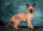 Ursa Minor - Devon Rex Cat For Sale - Norwalk&comma; CT&comma; US