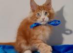 Elf Polydactyl - Maine Coon Cat For Sale - Hollywood&comma; FL&comma; US