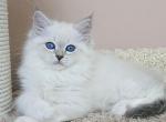 Cezar - Siberian Cat For Sale - Pembroke Pines&comma; FL&comma; US