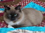 Mavy - Domestic Cat For Sale - Tower City&comma; PA&comma; US