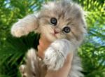 Scottish Fold grey girl - Scottish Fold Cat For Sale - Orlando&comma; FL&comma; US