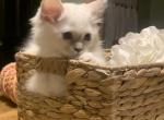 Loki litter - Ragdoll Cat For Sale - Church Hill&comma; TN&comma; US