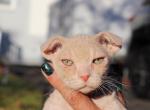 Hard Flock  Available NOW in Abington - Sphynx Cat For Sale - Abington&comma; PA&comma; US
