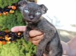 Velor  Available NOW in Abington - Sphynx Cat For Sale - Abington&comma; PA&comma; US