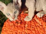 Hard Flock  NOW in Abington - Sphynx Cat For Sale - Abington&comma; PA&comma; US