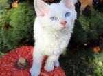 Soft Brush  Available NOW in Abington - Sphynx Cat For Sale - Abington&comma; PA&comma; US
