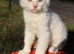 Soft Brush  NOW in Abington - Sphynx Cat For Sale - Abington&comma; PA&comma; US