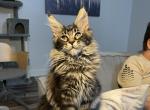 Thor - Maine Coon Cat For Sale - Jacksonville&comma; FL&comma; US