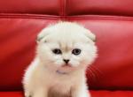 Reserved ALFIE SCOTTISH FOLD - Scottish Fold Cat For Sale - Austin&comma; TX&comma; US