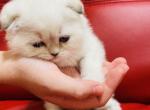 RESERVED ALICE SCOTTISH FOLD - Scottish Fold Cat For Sale - Austin&comma; TX&comma; US