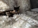Fiona - Maine Coon Cat For Sale - Westfield&comma; MA&comma; US
