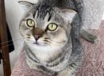 Scottish Fold very affectionate male kitten - Scottish Fold Cat For Sale - Champions Gate&comma; FL&comma; US