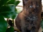 Maine Coon litter - Maine Coon Cat For Sale - Philadelphia&comma; PA&comma; US