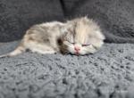 Raina - Exotic Cat For Sale - Bois D Arc&comma; MO&comma; US