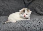 Rozalyn - Exotic Cat For Sale - Bois D Arc&comma; MO&comma; US