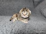 Roo - Exotic Cat For Sale - Bois D Arc&comma; MO&comma; US