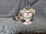 Ringo - Exotic Cat For Sale - Bois D Arc&comma; MO&comma; US