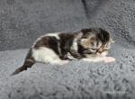 Rolo - Exotic Cat For Sale - Bois D Arc&comma; MO&comma; US
