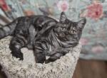 Jules - British Shorthair Cat For Sale - Grand Rapids&comma; MI&comma; US