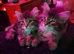 All Sold Thanks for Lookin - Maine Coon Cat For Sale - Mount Penn&comma; PA&comma; US