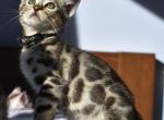 Kyoto - Bengal Cat For Sale - CO&comma; US