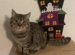 Boris - Scottish Straight Cat For Sale - Philadelphia&comma; PA&comma; US
