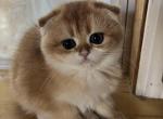 Pumpkin - Scottish Fold Kitten For Sale - Las Vegas&comma; NV&comma; US