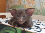 Kassandra - Oriental Cat For Sale - Abington&comma; PA&comma; US