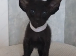 Winston - Oriental Cat For Sale - Abington&comma; PA&comma; US
