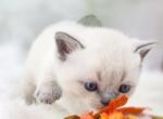 Blue Point Girl Celeste - Scottish Straight Cat For Sale - Watertown&comma; NY&comma; US