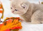Diamond Scottish Male - Scottish Straight Cat For Sale - Watertown&comma; NY&comma; US