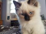 Lily - Ragdoll Cat For Sale - Bigmount&comma; PA&comma; US
