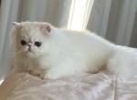 Male White Persian Kitten - Persian Cat For Sale - Chowchilla&comma; CA&comma; US
