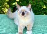 Ermolay - Ragdoll Cat For Sale - Miami&comma; FL&comma; US