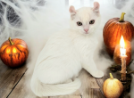 Cosmo - American Curl Cat For Sale - Neosho&comma; MO&comma; US