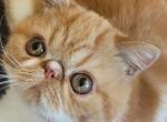 Hunnicutt - Exotic Cat For Sale - Saint Petersburg&comma; FL&comma; US