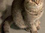Boli - Scottish Fold Cat For Sale - Philadelphia&comma; PA&comma; US
