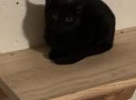 Chenish - Scottish Fold Cat For Sale - Philadelphia&comma; PA&comma; US