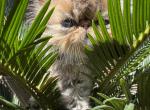 Celestial Shanson - Persian Cat For Sale - Fort Worth&comma; TX&comma; US