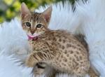 Nala - Savannah Cat For Sale - Miami&comma; FL&comma; US