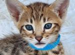 Simba - Savannah Cat For Sale - Miami&comma; FL&comma; US